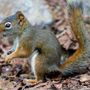 Photo of Wildman Wildlife Solutions