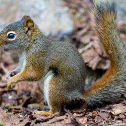 Wildman Wildlife Solutions