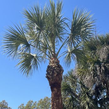 Pride Tree Service - 10/2 cut with stem cleaned - Tree Services Near Me - Ocala, Florida Pride Tree Service - 10/2 cut with stem cleaned - Tree Services Near Me - Ocala, Florida