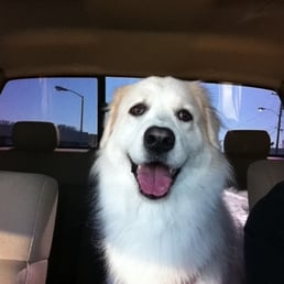 Happy puppy after getting bath by Jaimie! Happy puppy after getting bath by Jaimie!