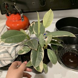 Look how big the Ficus is!