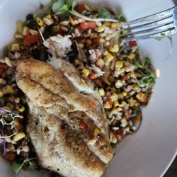 The Expat - Snapper