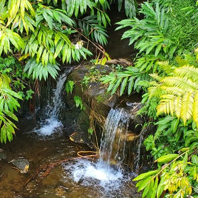 ʻAkaka Falls State Park by null