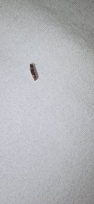 Shell Island Resort by null