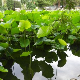 Pond