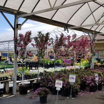 Stauffers Of Kissel Hill 17 Photos Nurseries Gardening 51 Gettysburg Pike Mechanicsburg Pa Phone Number Yelp Stauffers Of Kissel Hill 17 Photos, Pike Nursery Outdoor Furniture