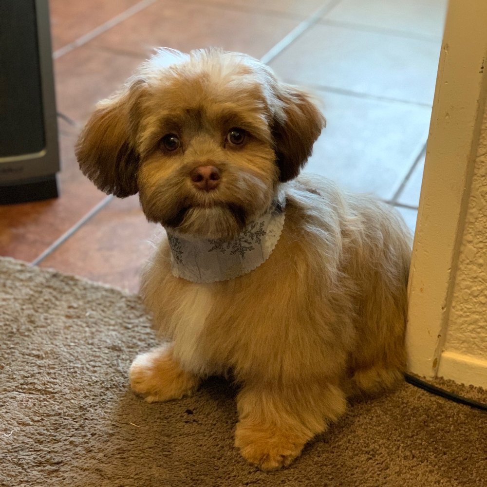 Gem's Pet Spaw - Pet Groomers Near Me - Indio, California