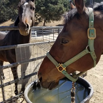 Yater Performance Riding - The sweetest picture of Yater's Jimbo and Apollo just horsin around lol - Horseback Riding Near Me - Brea, California Yater Performance Riding - The sweetest picture of Yater's Jimbo and Apollo just horsin around lol - Horseback Riding Near Me - Brea, California