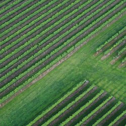 Alexandria Balloon Flights