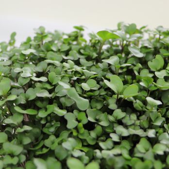 Phoenix Microgreens - Purple Kohlrabi Microgreen, at Phoenix-Microgreen-AZ - Fruits & Veggies Near Me - Scottsdale, Arizona Phoenix Microgreens - Purple Kohlrabi Microgreen, at Phoenix-Microgreen-AZ - Fruits & Veggies Near Me - Scottsdale, Arizona