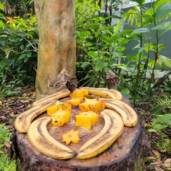 Fairchild Tropical Botanic Garden - Butterfly experience