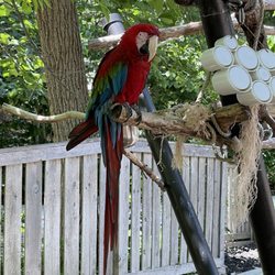Lincoln Children's Zoo - Parrot