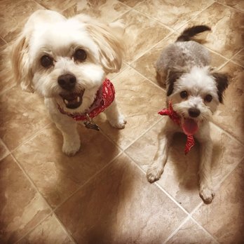 Smile Pet Grooming - My pups after their groom :) - Pet Groomers Near Me - Canoga Park, California