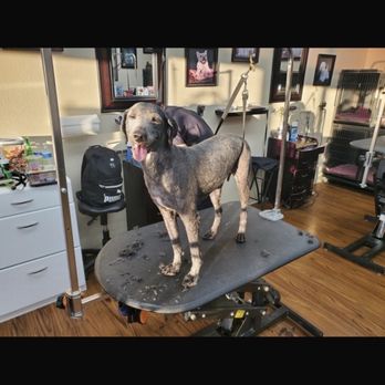 Sissy's Pet Grooming Salon - Happy dog after being relieved of all its filthy matted hair - Pet Groomers Near Me - Tucson, Arizona