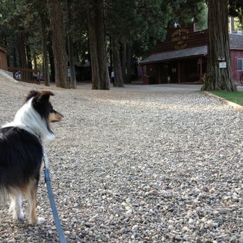 Greenhorn Ranch - My puppy is thirsty for a drink at the saloon. - Horseback Riding Near Me - Quincy, California Greenhorn Ranch - My puppy is thirsty for a drink at the saloon. - Horseback Riding Near Me - Quincy, California