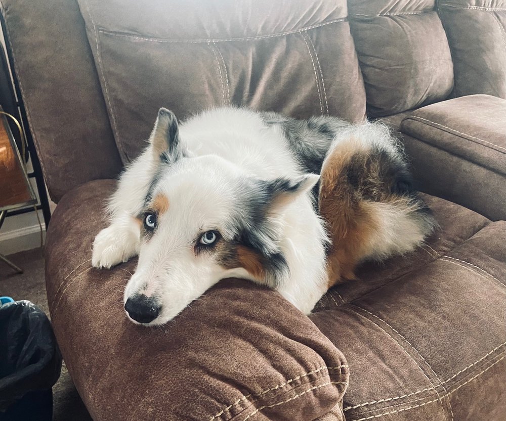 BLONDIE’S BEAUTIES DOG GROOMING Updated September 2024 730 N