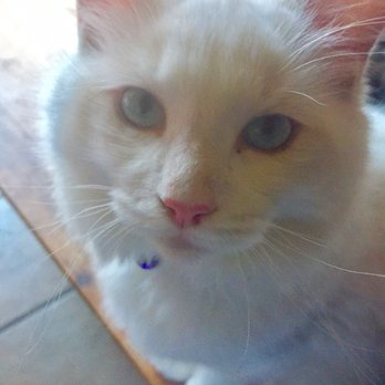 Ragmeister Ragdolls - Pet Breeders Near Me Ragmeister Ragdolls - Pet Breeders Near Me