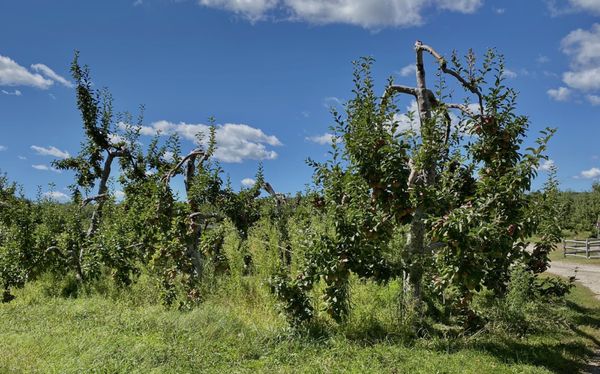 Red Apple Farm by null