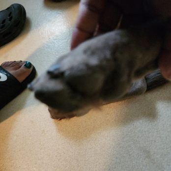 PetSmart - At least they clipped the nails, but they did not smooth them out. - Pet Training Near Me - Taylor, Michigan