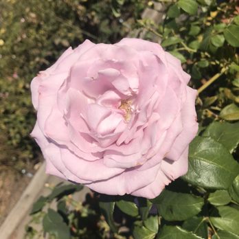 The Berkeley Rose Garden - Purple rose! - Botanical Gardens Near Me - Berkeley, California
