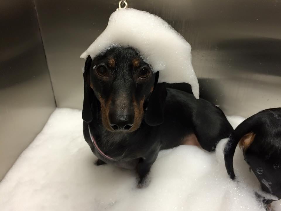 BEST FRIENDS, BUBBLES & BISCUITS 400 Ford City Rd, Freeport, Pennsylvania Pet Groomers