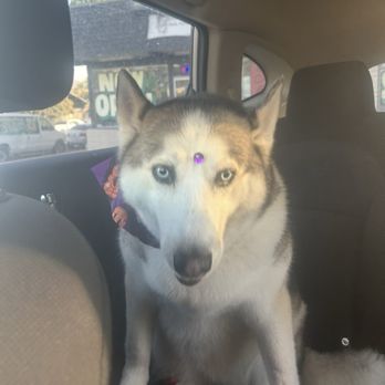 Milly's Dog Grooming - Dog - Pet Groomers Near Me - San Diego, California