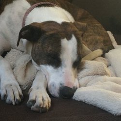 Loris Animal Hospital - Paisley