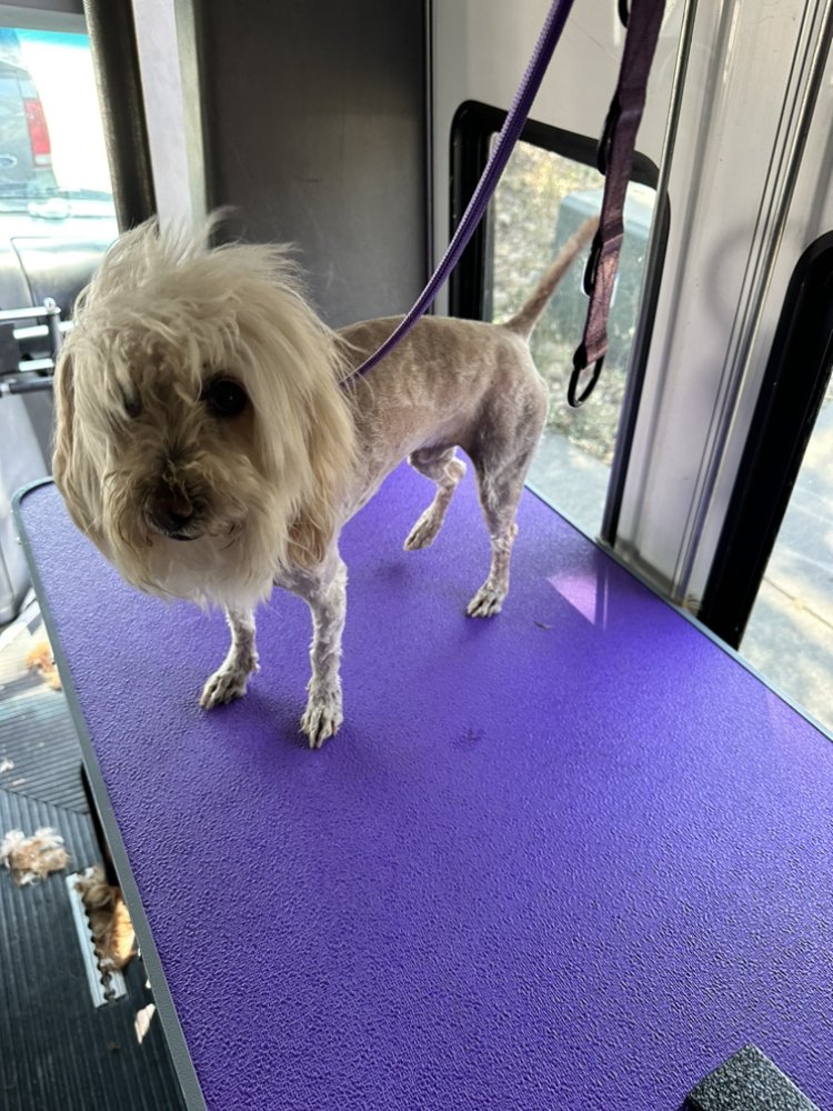 PAWTASTIC PET SERVICES 15 Photos 6 Woodrow Ave, Vallejo, California