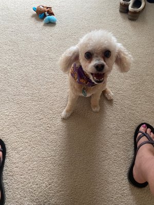 mucky mutts mobile dog grooming