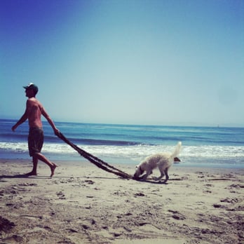 Butterfly Beach - Dog, owner and kelp at dog's mercy - Beaches Near Me Butterfly Beach - Dog, owner and kelp at dog's mercy - Beaches Near Me