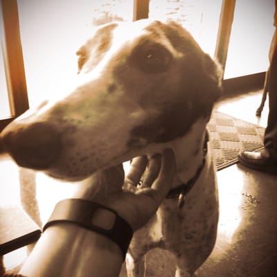 Greyhound Hall of Fame by null