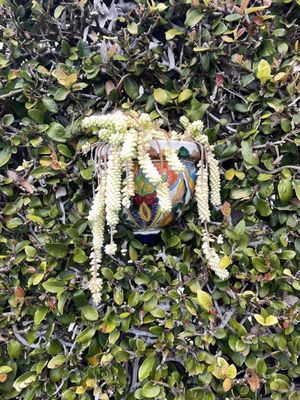 Manzanita Cottages by null