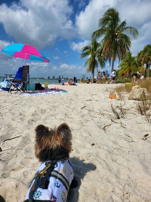 Hobie Island Beach by null