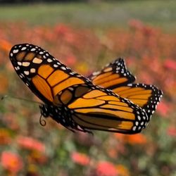 Coastal Ridge Farm - The zinnias attract a lot of butterflies.