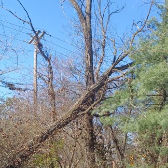 St Louis Tree - Tree Services Near Me St Louis Tree - Tree Services Near Me