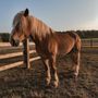 Photo of Koteewi Equine Experience by H&H Trails