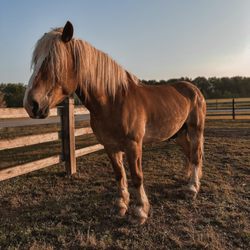 Koteewi Equine Experience by H&H Trails