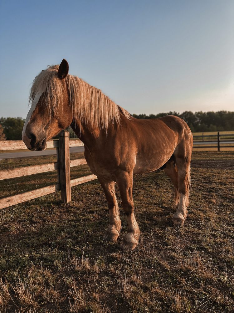 Koteewi Equine Experience by H&H Trails - equestrian in Noblesville, IN