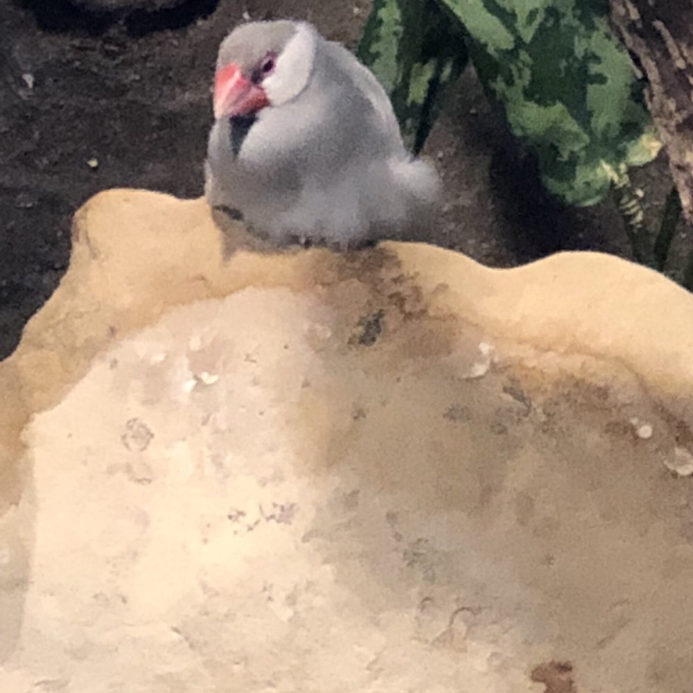 Bird Kingdom - Zoos Near Me - Niagara Falls, Ontario