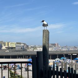 Stubborn Brothers - Seagull and the view