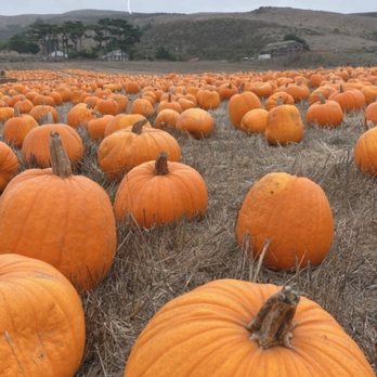 Bob's Vegetable Stand & Pumpkin Farm - Pumpkin Patches Near Me - Half Moon Bay, California Bob's Vegetable Stand & Pumpkin Farm - Pumpkin Patches Near Me - Half Moon Bay, California