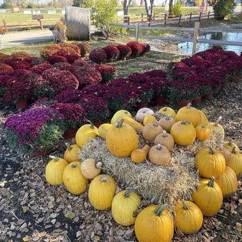 Windy Acres Farm - Pumpkin Patches Near Me - Geneva, Illinois
