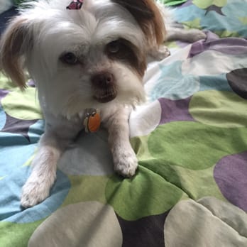 Pet Supplies Plus Cranston - Kiki looking perfect after her grooming session! - Pet Stores Near Me - Cranston, Rhode Island