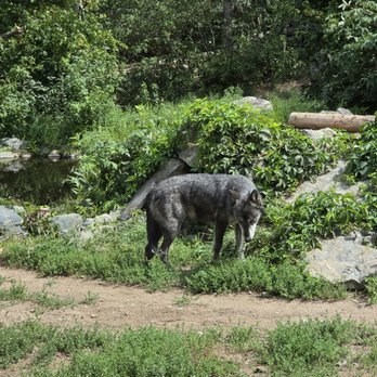 International Wolf Center - Wolf - Zoos Near Me - Ely, Minnesota International Wolf Center - Wolf - Zoos Near Me - Ely, Minnesota