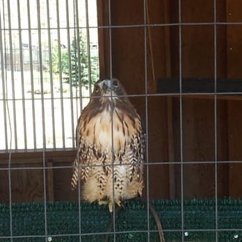 Animal Ark - Hawk - Zoos Near Me - Reno, Nevada Animal Ark - Hawk - Zoos Near Me - Reno, Nevada