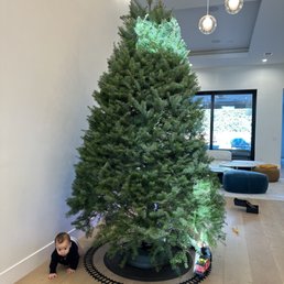 $75 a tree via Venmo. We love our tree! $75 a tree via Venmo. We love our tree!