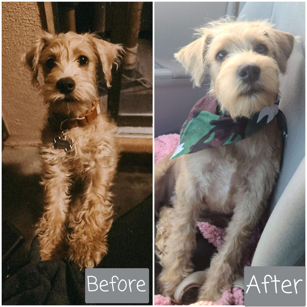 JULIAN’S PET GROOMING Updated September 2024 59 Photos & 69 Reviews 6404 N Mesa St, El