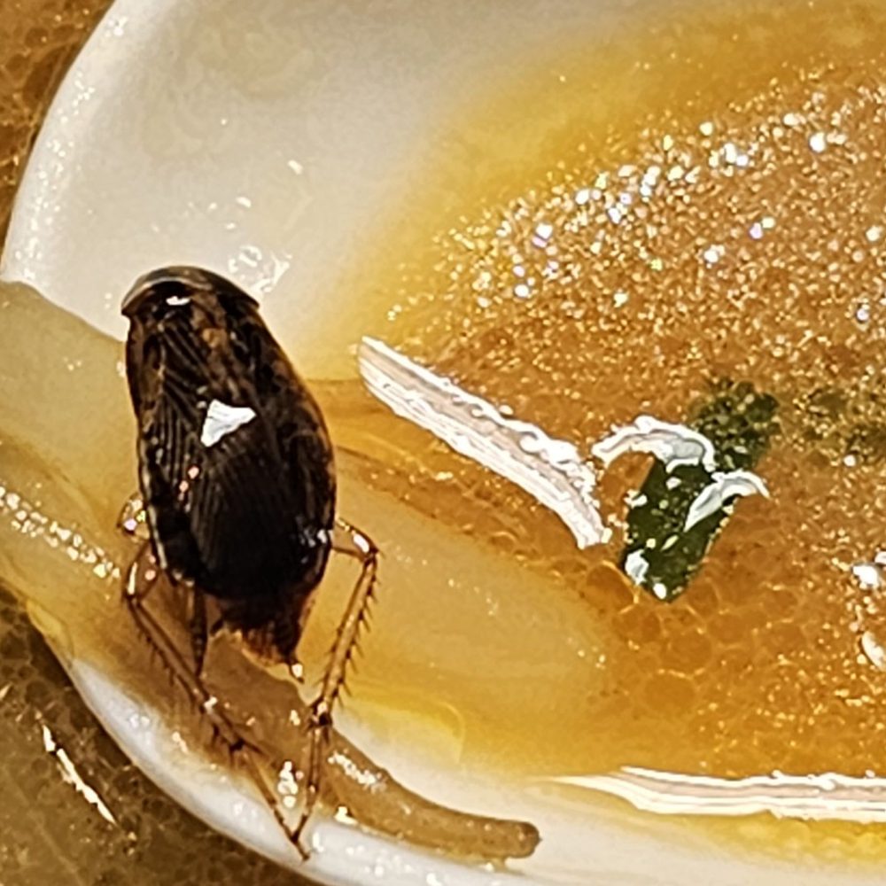 Naniwa-Ya Ramen - This place has ROACHES in their food!! - Ramen Near Me - Honolulu, Hawaii Naniwa-Ya Ramen - This place has ROACHES in their food!! - Ramen Near Me - Honolulu, Hawaii