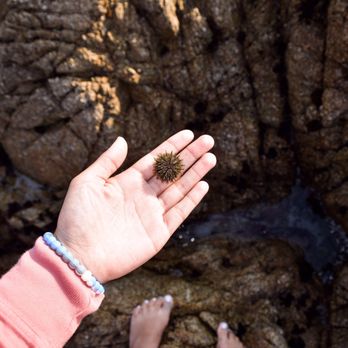 Asilomar State Beach - Found a little sea urchin! - Parks Near Me - Pacific Grove, California Asilomar State Beach - Found a little sea urchin! - Parks Near Me - Pacific Grove, California