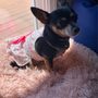 Calaveras Veterinary Clinic